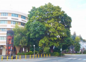 Confederation tree, planted in 1927, Government Street at E.J. Hughes Place, Duncan