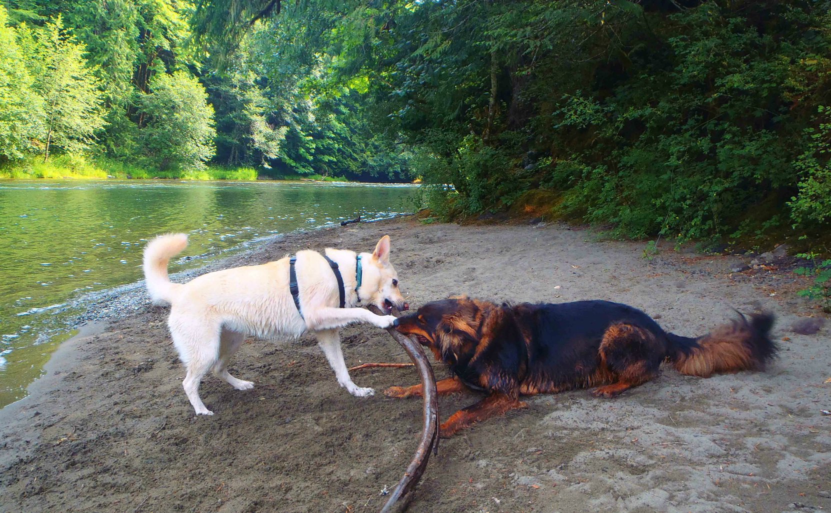 Our dogs, Emma and Buck, along the Cowichan River near Glenora Trailhead