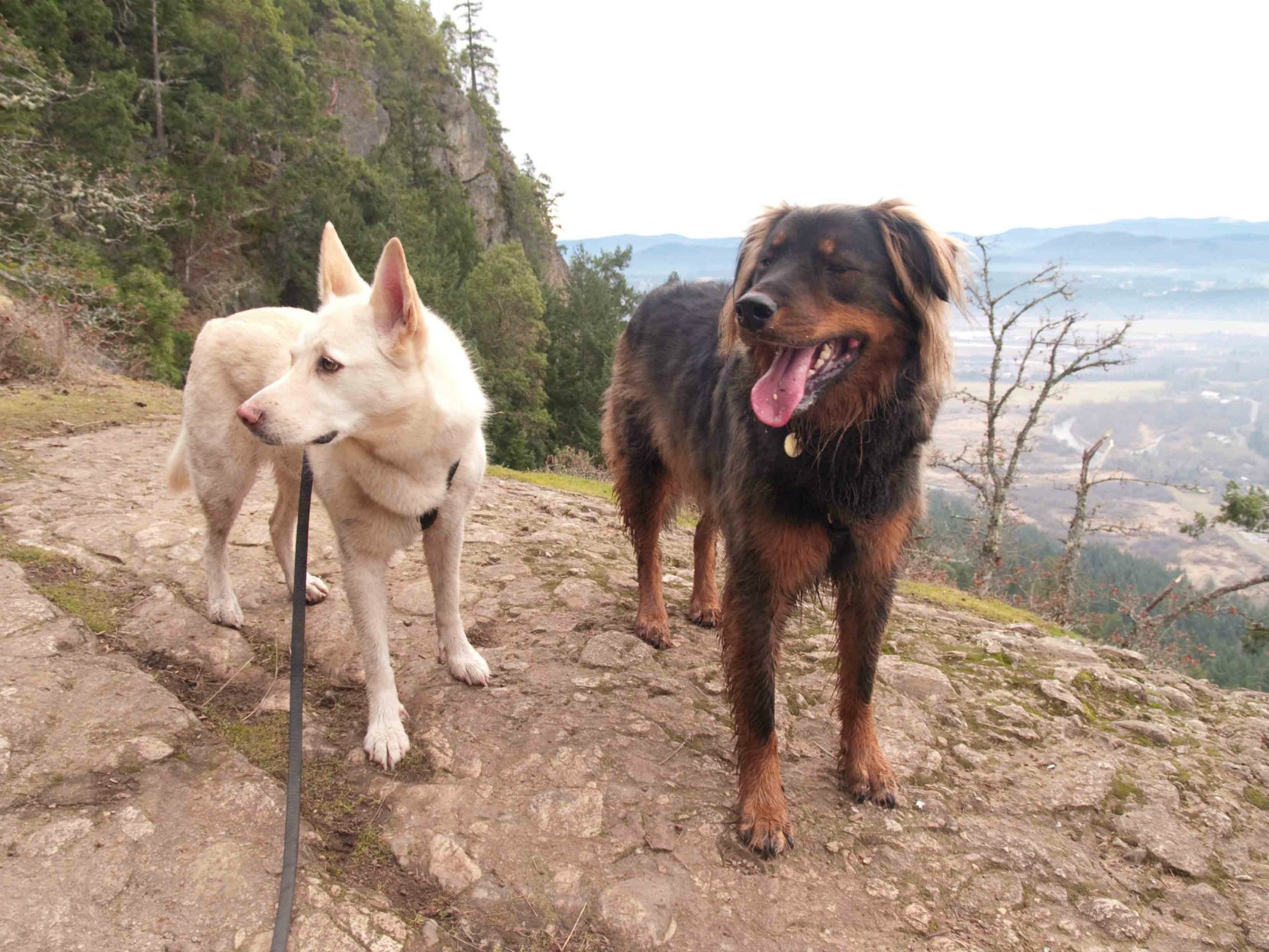 Our dogs, Emma and Buck, on Mt. Tzouhalem