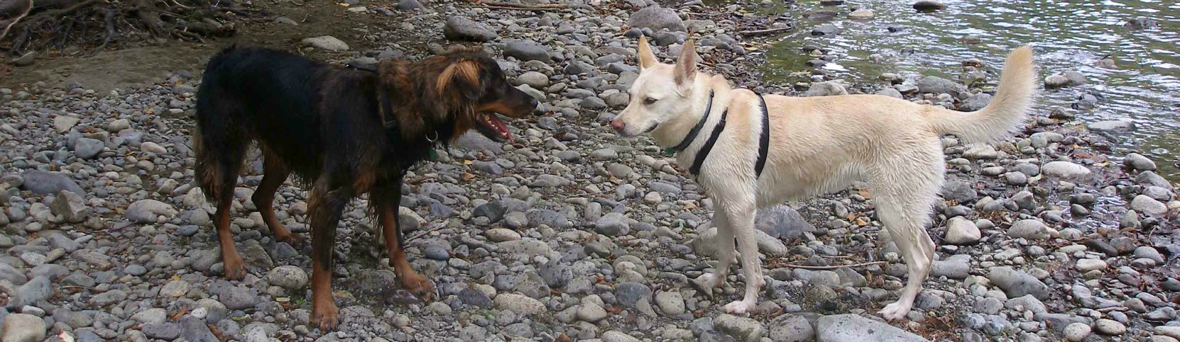 Our dogs, Buck and Emma, along the Cowichan River