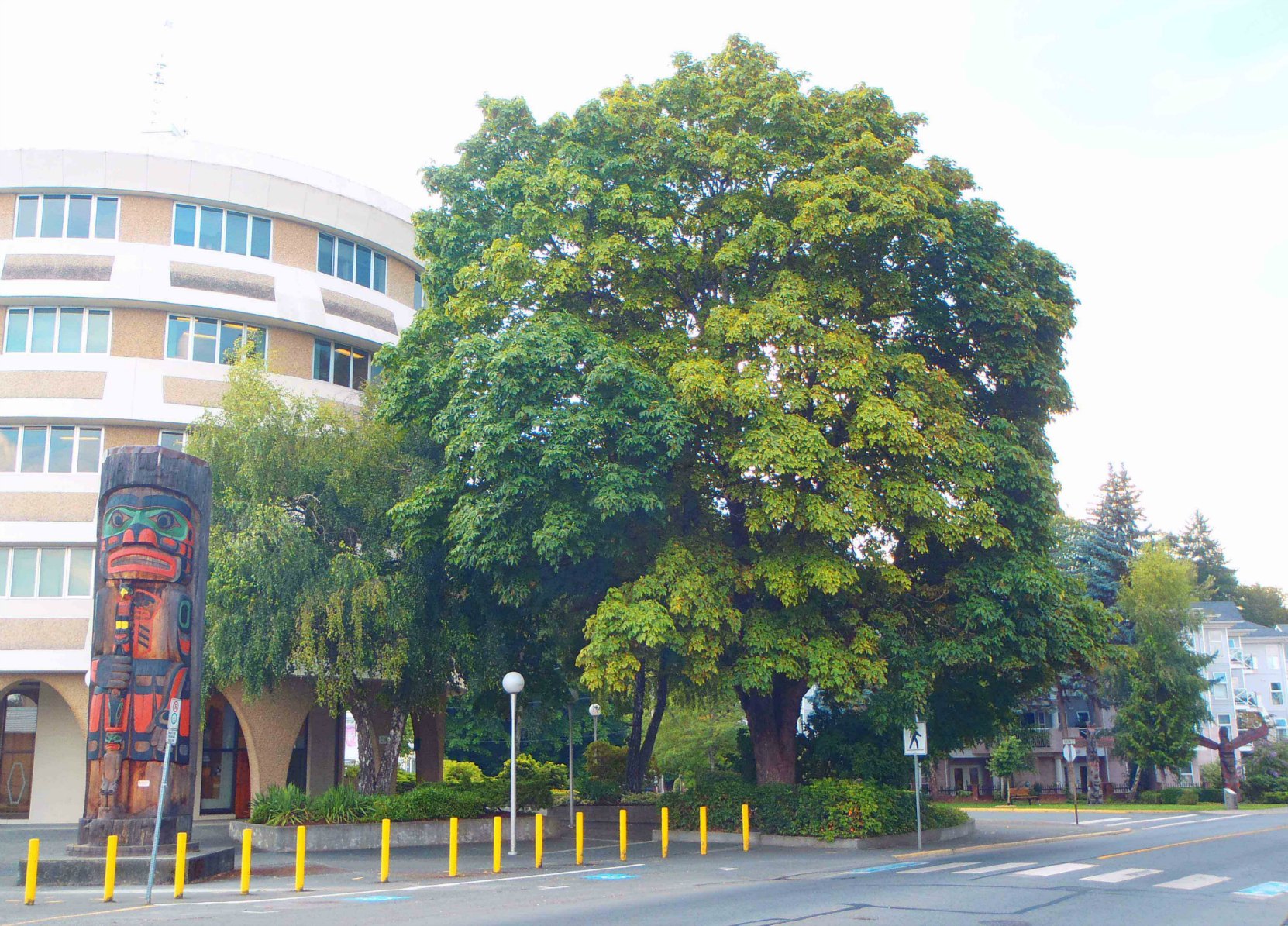 Confederation Tree, Government Street at Jubilee Street. Planted by David Alexander on 1 July 1927 to commemorate the 50th anniversary of Canadian Confederation.