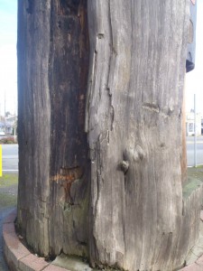 Cedar Man Walking Out Of The Log totem pole, rear of pole showing strip taken for building houses