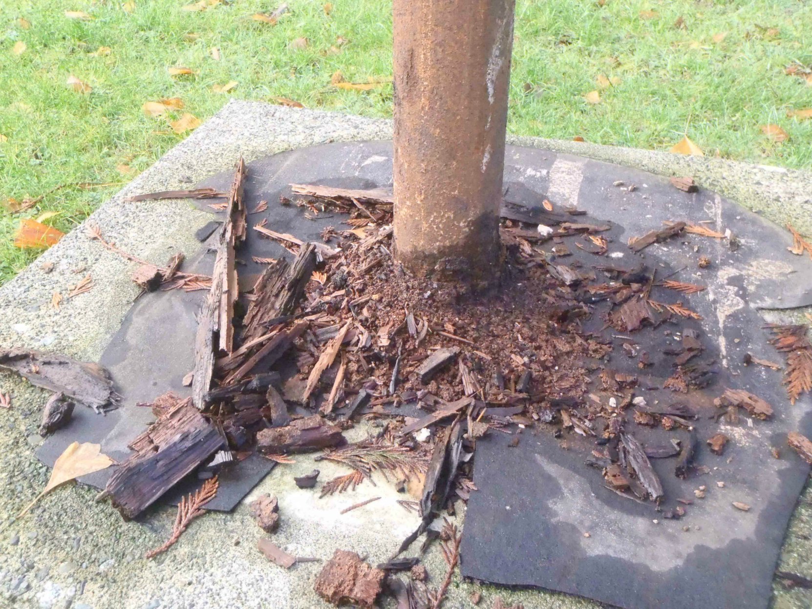Pole of Wealth support stand showing ant and rot damage, January 2016