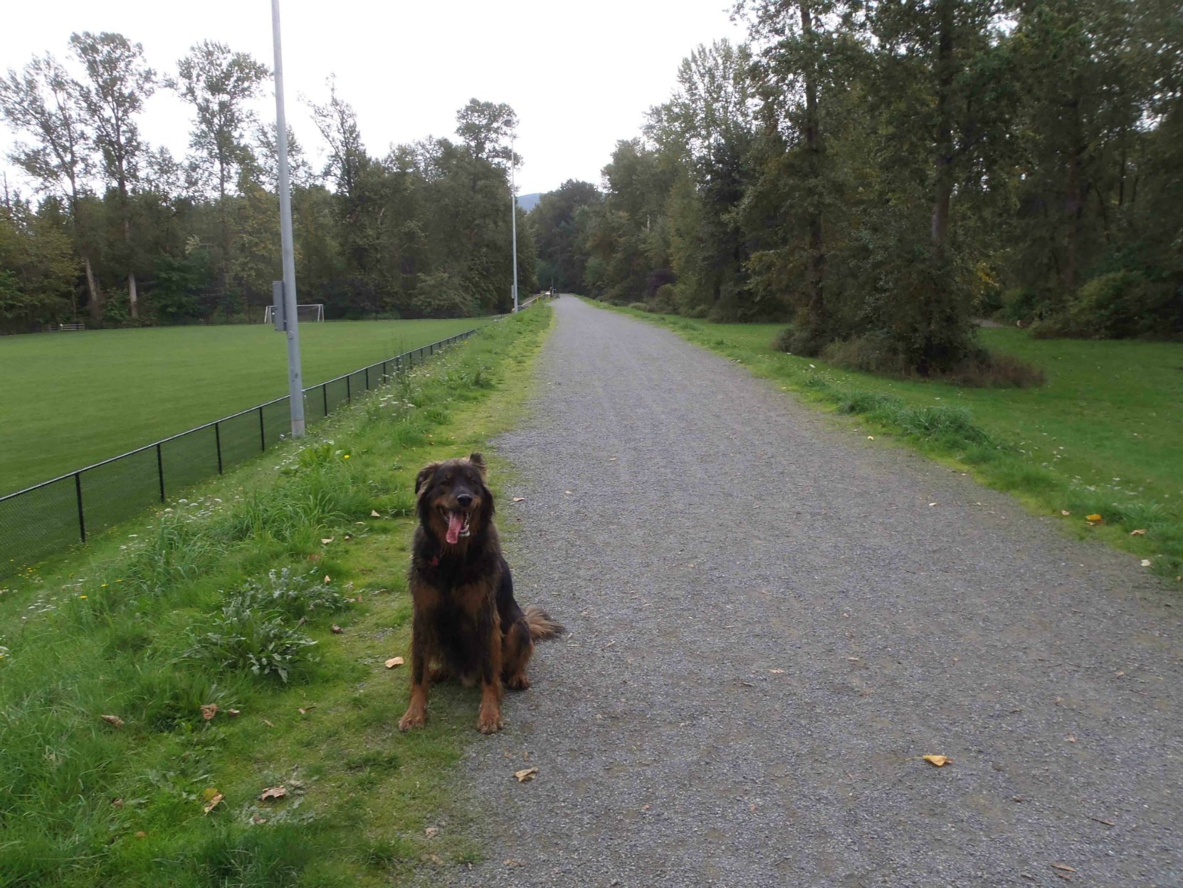 Our dog Buck on the dike in MacAdam Park.